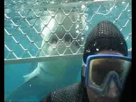 Τρόμος στον βυθό: Λευκός καρχαρίας επιτίθεται σε δύτες (βίντεο)